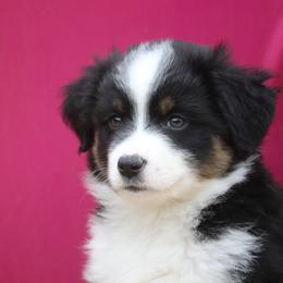 Border Collie, English Setter, and Miniature American Shepherd Puppies from First Harmony Farms
