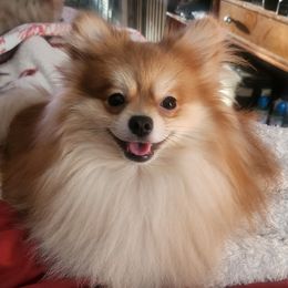 Dior - Pomeranian