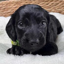 Binx - Black and tan male Dachshund puppy in Wallingford, Kentucky from Hensley Homestead Dachshunds