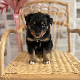 Theo - Black tri-color male Australian Shepherd puppy in Zwingle, Iowa from Homestead Aussies & Doodles