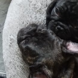 French Bulldogs from DnA Frenchies - Don and Angela Frenchies