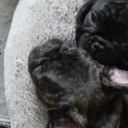 French Bulldogs from DnA Frenchies - Don and Angela Frenchies