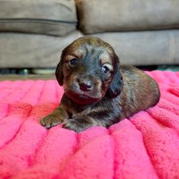 Harlan - Cream male Dachshund puppy in Hornbeck, Louisiana from A&Z Mini Dachshunds