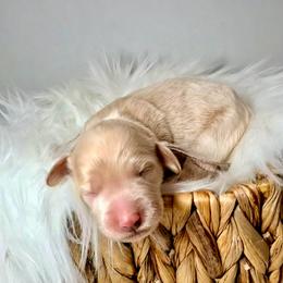 Pearl - Cream female Cockapoo puppy in Denver, Pennsylvania from Greenview Puppies