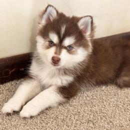Pomsky Puppies from Blue Heaven Pomsky