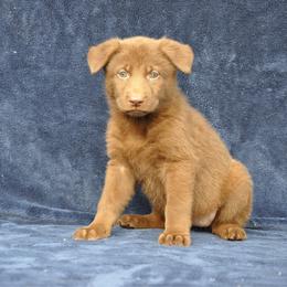 Yam - Liver female German Shepherd puppy in New Cambria, Missouri from Des Hausraben Shepherds
