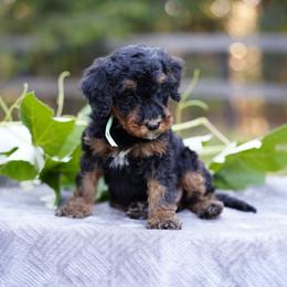 Teal collar - Phantom female Bernedoodle puppy in Spokane, Washington from Doodle Love