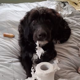Curly Tsu - Aussiedoodle