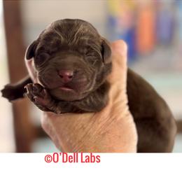 Finn - Chocolate female Labrador Retriever puppy in Sullivan, Missouri from O’Dell Labs