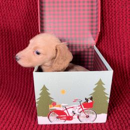 Ginger - Cream female Dachshund puppy in Kissimmee, Florida from Mini Doxie Cuties