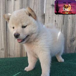Shiba Inu Puppies from Sunset State Shiba