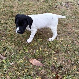 Black and White Female Pup - Black and white female German Shorthaired Pointer puppy in Freeport, Illinois from Rock Hollow Retrievers