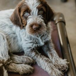 Wirehaired Pointing Griffon Puppies from Double Barrel Griffons