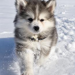 Pomsky Puppies from True North Pomskies