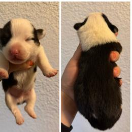 Boy 1 - Black and tan male Pembroke Welsh Corgi puppy in Helmville, Montana from Calie’s Corgis