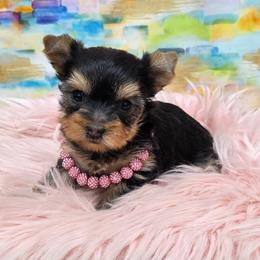 Candice - Blue and gold female Yorkshire Terrier puppy in Monticello, Iowa from Ashley’s Puppies
