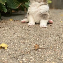 Pembroke Welsh Corgi Puppies from A&A’s Adorable Corgis