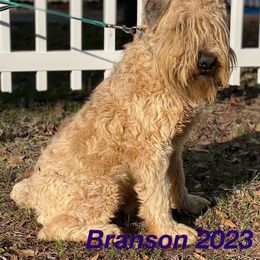 Branson - Soft Coated Wheaten Terrier