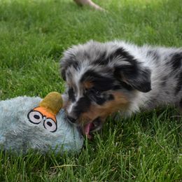 Girl 5 - Blue merle Australian Shepherd puppy in Muscatine, Iowa from Horten K-9 Wiggles