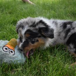 Girl 5 - Blue merle Australian Shepherd puppy in Muscatine, Iowa from Horten K-9 Wiggles