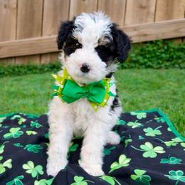 Peanut Butter - Tri-color male Bernedoodle puppy in Boiling Springs, South Carolina from OlliePups, LLC