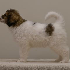Monroe od Dinare - White male Tornjak puppy in Raleigh, North Carolina from Tornjak Kennel "Od Dinare"