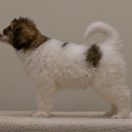 Monroe od Dinare - White male Tornjak puppy in Raleigh, North Carolina from Tornjak Kennel "Od Dinare"