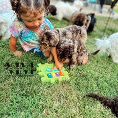 Double Doodle and Morkie Puppies from McCormack Morkies + Merle Doodles