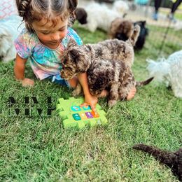 Double Doodle and Morkie Puppies from McCormack Morkies + Merle Doodles