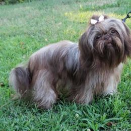 Shih Tzus from Waldrop’s Sassy Shihtzu’s