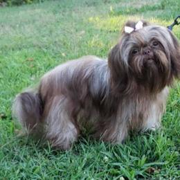 Shih Tzus from Waldrop’s Sassy Shihtzu’s