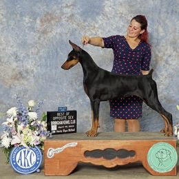 Violet - Doberman Pinscher