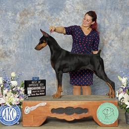 Violet - Doberman Pinscher