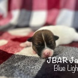 Blue Light - Tri-color male Jack Russell Terrier puppy in Bedias, Texas from JBar Jacks