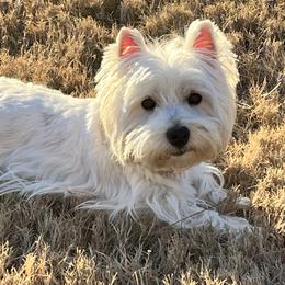 Magnolia - West Highland White Terrier