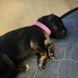 Myleigh - Black and red female German Shepherd puppy in Big Rapids, Michigan from Misty Hills German Shepherds