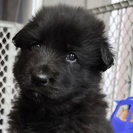 Boy 4 - male Shiloh Shepherd puppy in Anza, California from Stunning Shiloh Shepherds