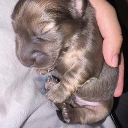 Reese - Cream male Dachshund puppy in Lakeland, Florida from Hetu's Dachshunds