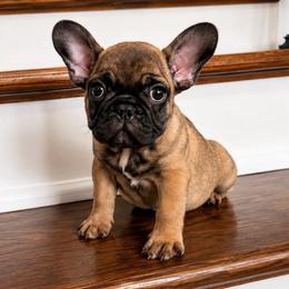 Jack Skellington - Fawn and white male French Bulldog puppy in New Waverly, Texas from C.P. Puppy Buddies