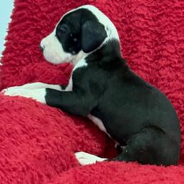 Mantle girl 2 - female Great Dane puppy in Westville, Florida from Boulder View Danes