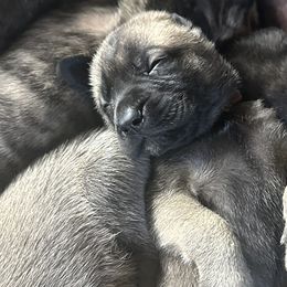 Mastiffs from Mineral Springs Mastiffs