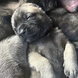 Mastiffs from Mineral Springs Mastiffs