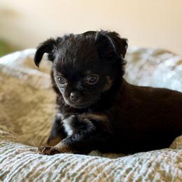 Jet - Black and tan male Chihuahua puppy in Burleson, Texas from Luxe Paradise House of Chi