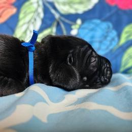 Blue Collar - Black male Cane Corso puppy in Houston, Texas from Zenith Cane Corso