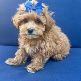 Kellie - Apricot female Maltipoo puppy in Lancaster, Kentucky from Dream Paws Puppies, LLC