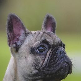 French Bulldogs from Bred Winner Bullies