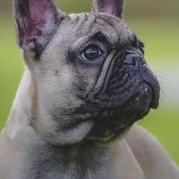 French Bulldogs from Bred Winner Bullies