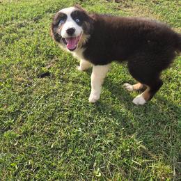 Beretta - Black tri-color female Australian Shepherd puppy in Abilene, Texas from S&K Aussies N' Rotties