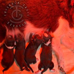 Maple - Red & white female Australian Shepherd puppy in Hico, Texas from Chisholm Trail Kennels