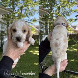 Honeys Lavender - Lemon and white female Beagle puppy in Brownsville, Oregon from Beagles on the Run